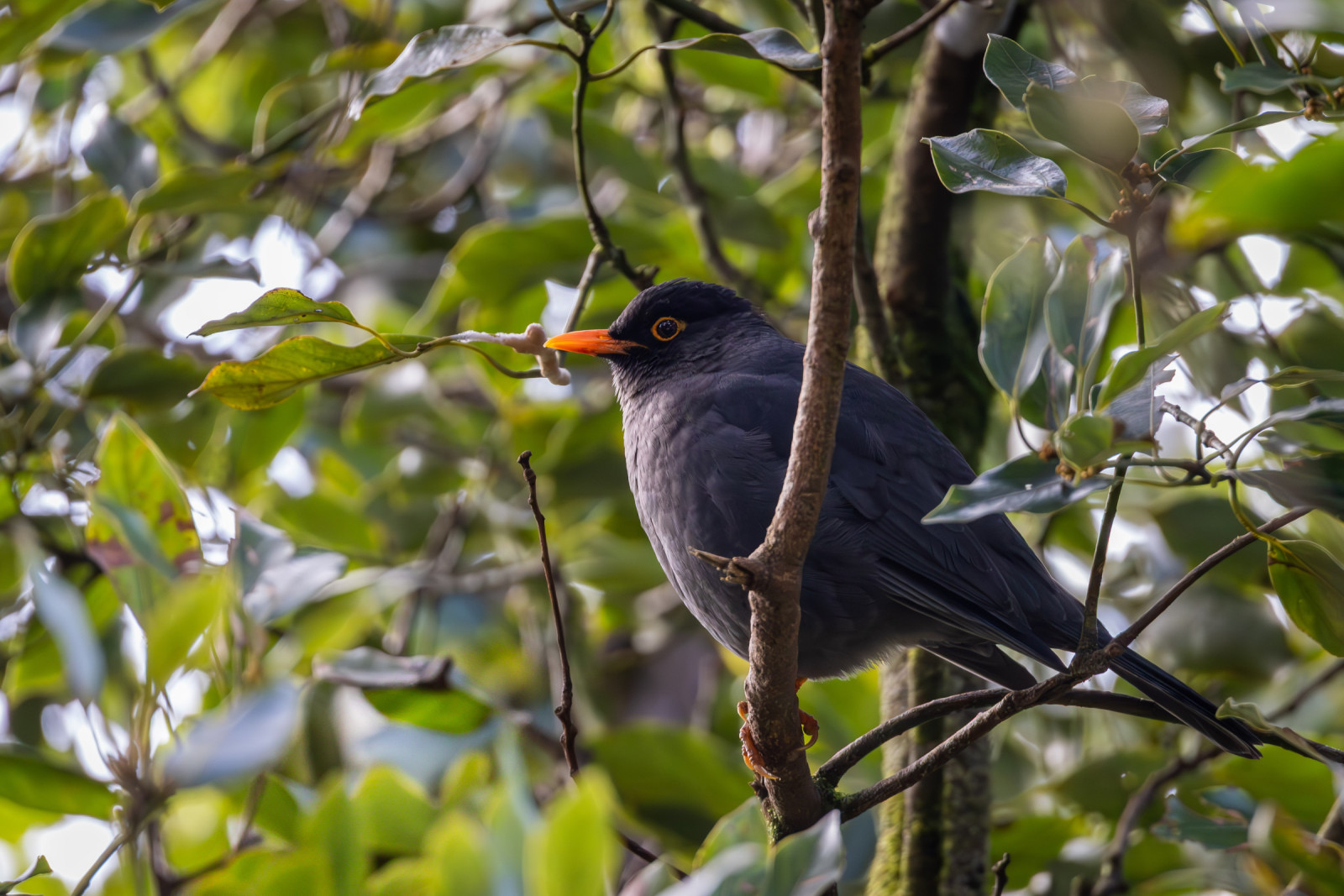 image Indian Blackbird